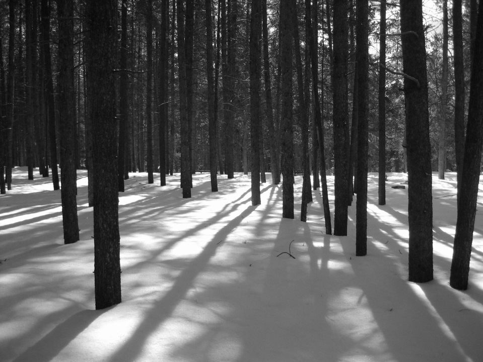  winter woods